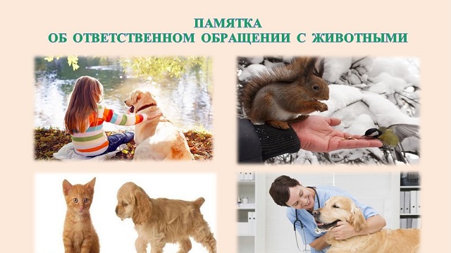62416b05c3f3c3.29867252 1622043773 pamyatka ob otvetstvennom obraschenii s zhivotnymi